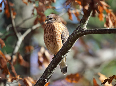 Red-shouldered Hawk - Buteo lineatus