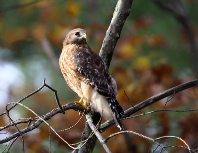 Red-shouldered Hawk - Buteo lineatus