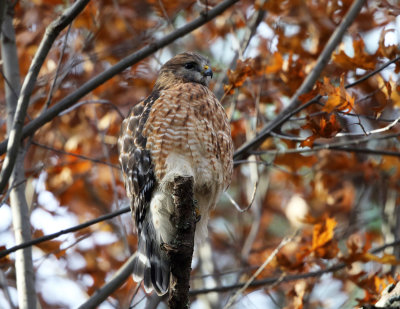 Red-shouldered Hawk - Buteo lineatus