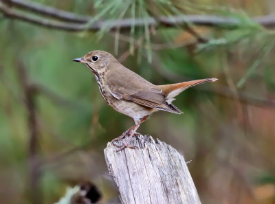 Hermit Thrush - Catharus guttatus