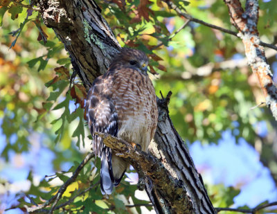 Red-shouldered Hawk - Buteo lineatus