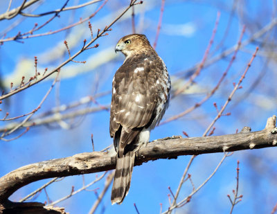 Coopers Hawk - Accipiter cooperii