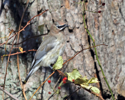 Cedar Waxwing - Bombycilla cedrorum (immature)