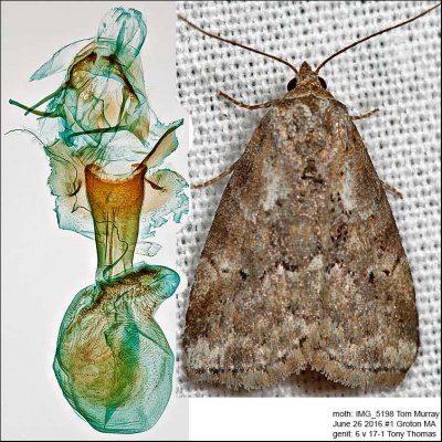 9037 – Dotted Graylet Moth – Hyperstrotia pervertens IMG_5198.jpg