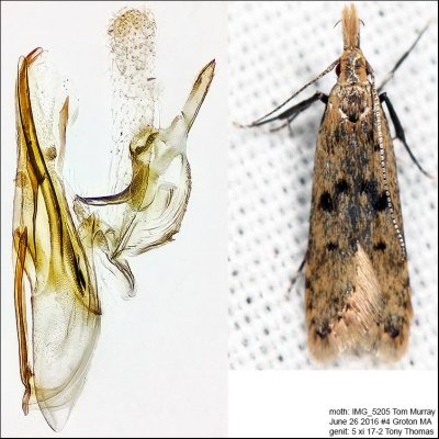 2288 – Many-spotted Dichomeris Moth – Dichomeris punctipennella IMG_5205.jpg
