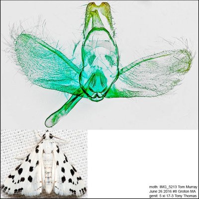 4794  Spotted Peppergrass Moth  Eustixia pupula IMG_5213.jpg