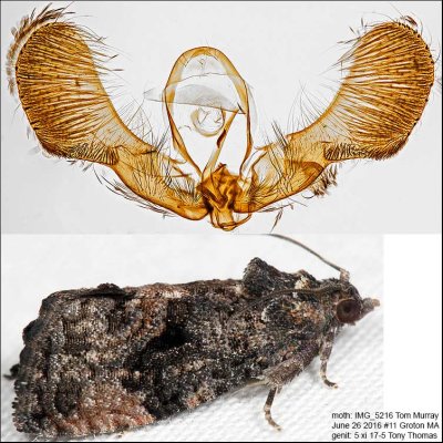 3495 – Dotted Ecdytolopha Moth – Gymnandrosoma punctidiscanum IMG_5216.jpg