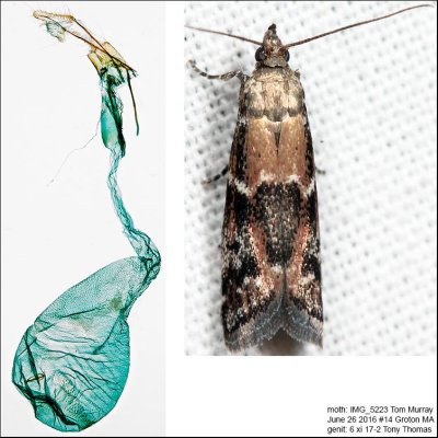 6011 – Brower's Vitula Moth – Vitula broweri IMG_5223.jpg
