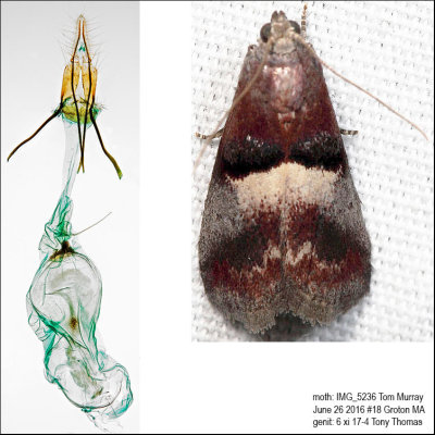 5672 – Cordovan Pyralid Moth – Acrobasis exsulella IMG_5236.jpg