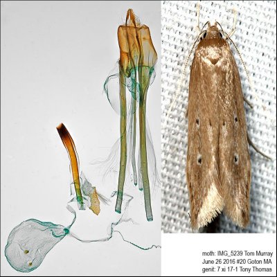 1515 – Shy Cosmet Moth – Limnaecia phragmitella IMG_5239.jpg