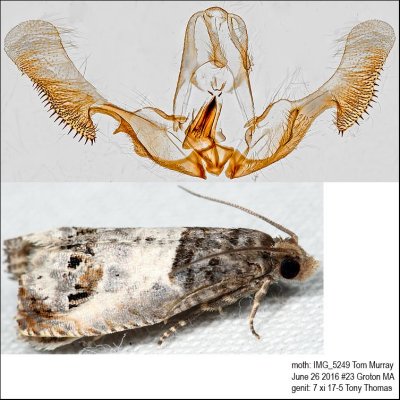 3208 – Doubleday's Notocelia Moth – Notocelia rosaecolana IMG_5249.jpg