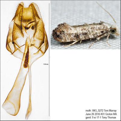 0317 – Clemens' Bark Moth – Xylesthia pruniramiella IMG_5272.jpg