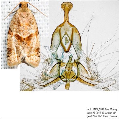 3688 – Garden Tortrix Moth – Clepsis peritana IMG_5346.jpg