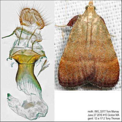 5571 – Drab Condylolomia Moth – Condylolomia participalis IMG_5377.jpg
