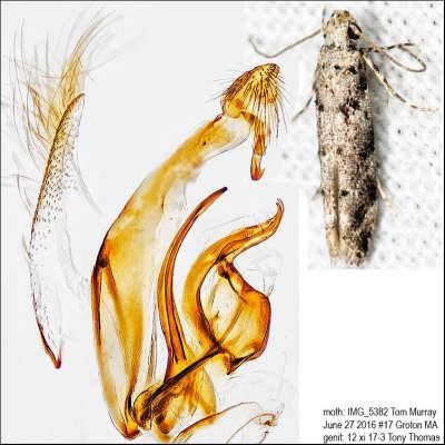 1803 – Conifer Coleotechnites Moth – Coleotechnites coniferella IMG_5382.jpg