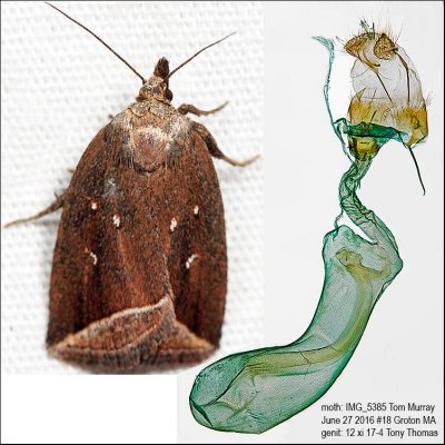 9059 – Curved Halter Moth – Capis curvata IMG_5385.jpg