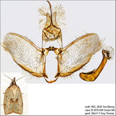 3706 – Mosaic Sparganothis Moth – Sparganothis xanthoides IMG_5639.jpg