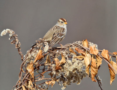 White-crowned Sparrow - Zonotrichia leucophrys (immature)