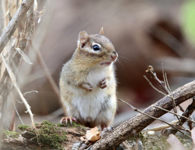 Eastern Chipmunk - Tamias striatus