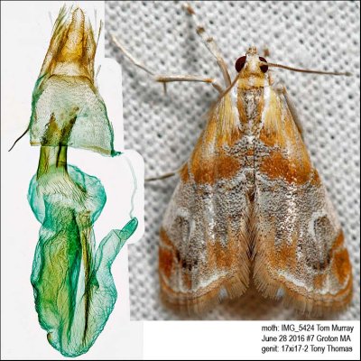 4889 – Julia's Dicymolomia Moth – Dicymolomia julianalis IMG_5424.jpg