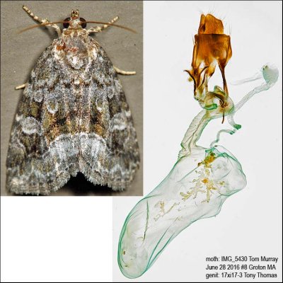 9047 – Large Mossy Lithacodia Moth – Protodeltote muscosula IMG_5430.jpg