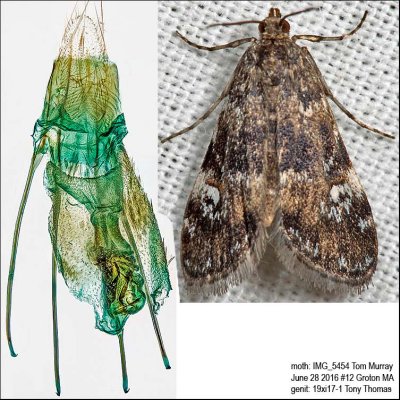 4755 – Waterlily Leafcutter Moth – Elophila obliteralis IMG_5454.jpg
