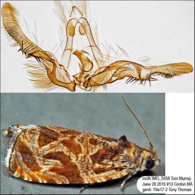 2800 – Variable Nigranum Moth – Olethreutes nigranum IMG_5458.jpg