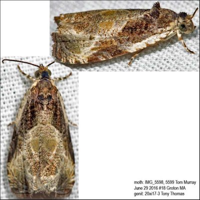 2787 – Bunchberry Leaffolder Moth – Olethreutes connectum IMG_5598a.jpg