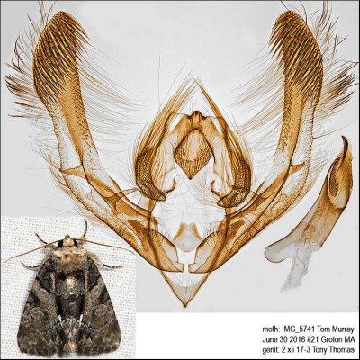9556 – Cloaked Marvel Moth – Chytonix palliatricula IMG_5741.jpg