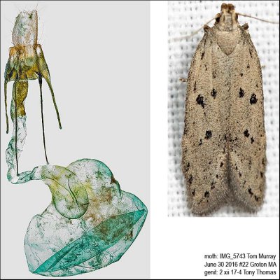 1852 – Ten-spotted Honeysuckle Moth – Athrips mouffetella IMG_5743.jpg