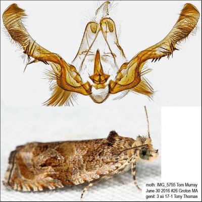 2800 – Variable Nigranum Moth – Olethreutes nigranum IMG_5755.jpg