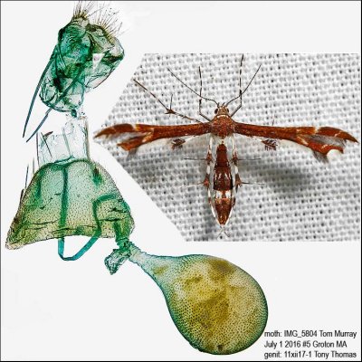 6092 – Himmelman's Plume Moth – Geina tenuidactylus?