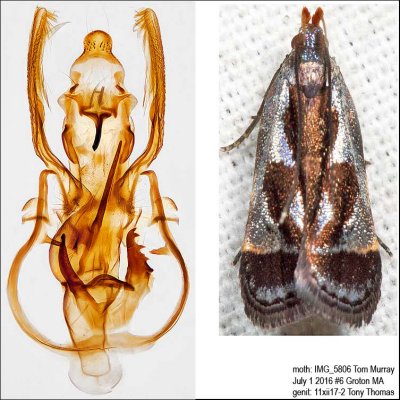 2289 – Shining Dichomeris Moth – Dichomeris ochripalpella IMG_5806.jpg