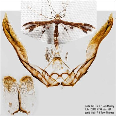 6092 – Himmelman's Plume Moth – Geina tenuidactylus IMG_5807.jpg