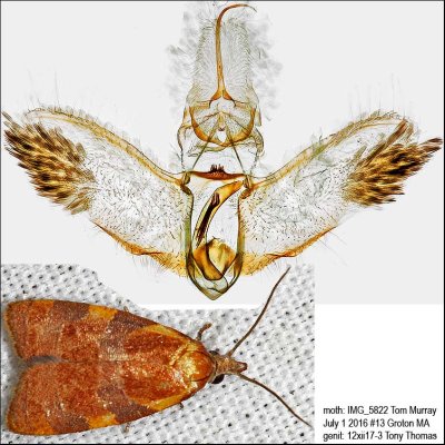 3716  Spring Dead-leaf Roller Moth  Cenopis diluticostana IMG_5822.jpg