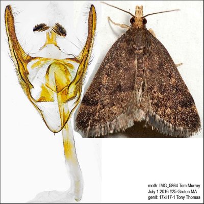  5117 – Merrick's Pyralid Moth – Loxostegopsis merrickalis IMG_5864.jpg