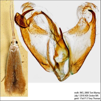 1291 – Pecan Cigar Casebearer Moth – Coleophora laticornella IMG_5866.jpg