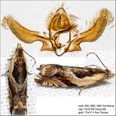  3359 – Black-marked Ancylis Moth – Ancylis metamelana IMG_5883.jpg