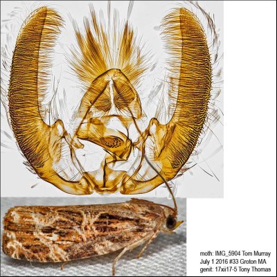  2771 – Macramé Moth – Phaecasiophora confixana or 2772 – Labyrinth Moth – Phaecasiophora niveiguttana IMG_5904.jpg