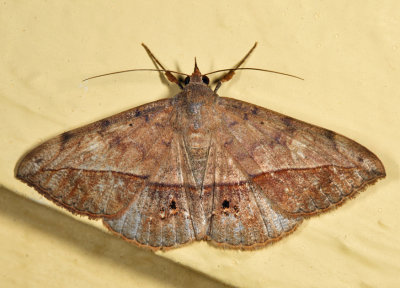 8574 - Velvetbean Caterpillar Moth - Anticarsia gemmatalis