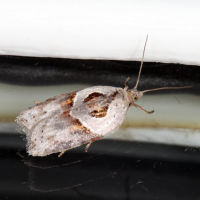 3543 - Stained-back Leafroller - Acleris maculidorsana