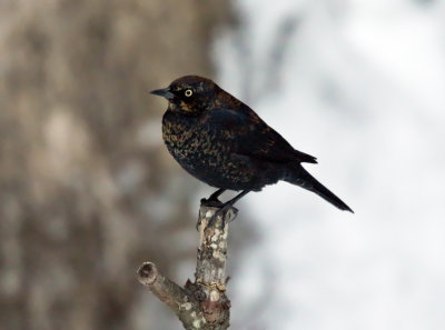 Rusty Blackbird - Euphagus carolinus