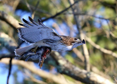 Red-tailed Hawk - Buteo jamaicensis (carrying a Gray Squirrel in its talons)