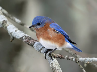 Eastern Bluebird - Sialia sialis