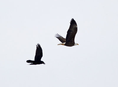 Bald Eagle & Common Raven