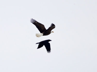 Bald Eagle & Common Raven