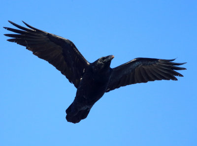 Common Raven - Corvus corax