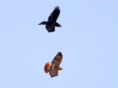 Common Raven harassing a Red-tailed Hawk