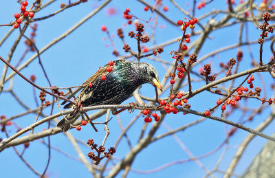 European Starling - Sturnus vulgaris