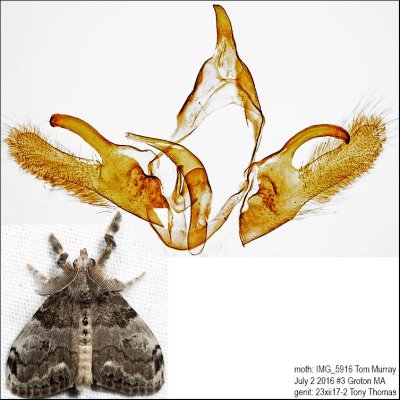 8316 - White-marked Tussock Moth - Orgyia leucostigma IMG_5916.jpg